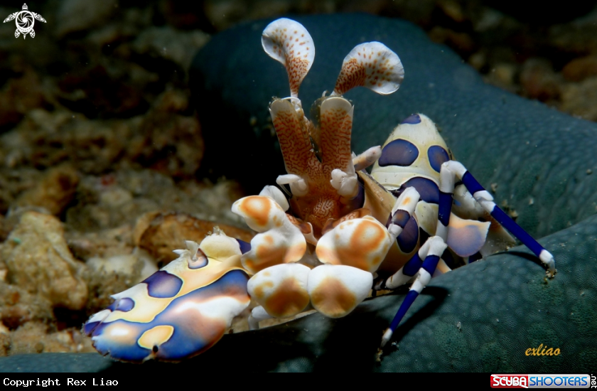 A Harlequin Shrimp