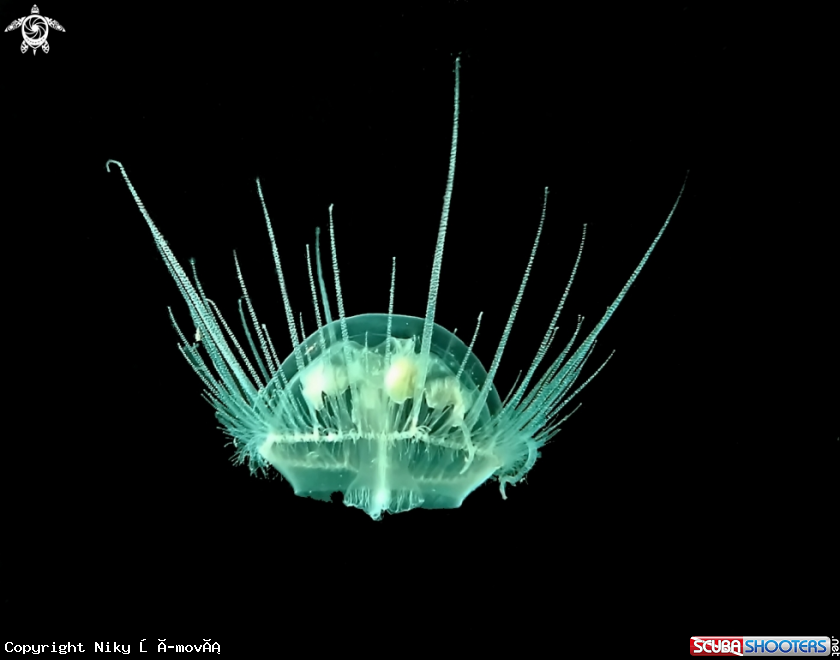 A freshwater jellyfish