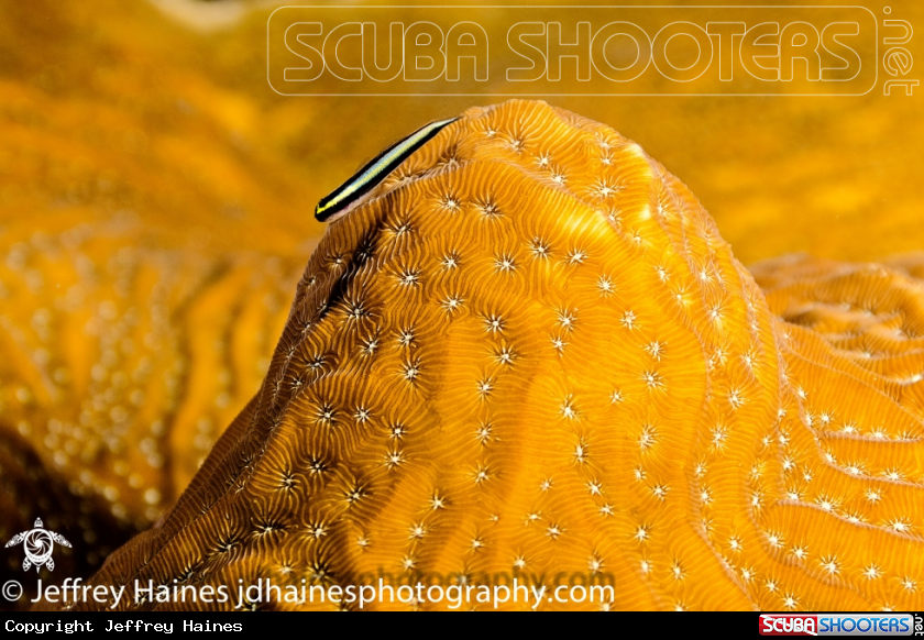 A Cleaning Goby