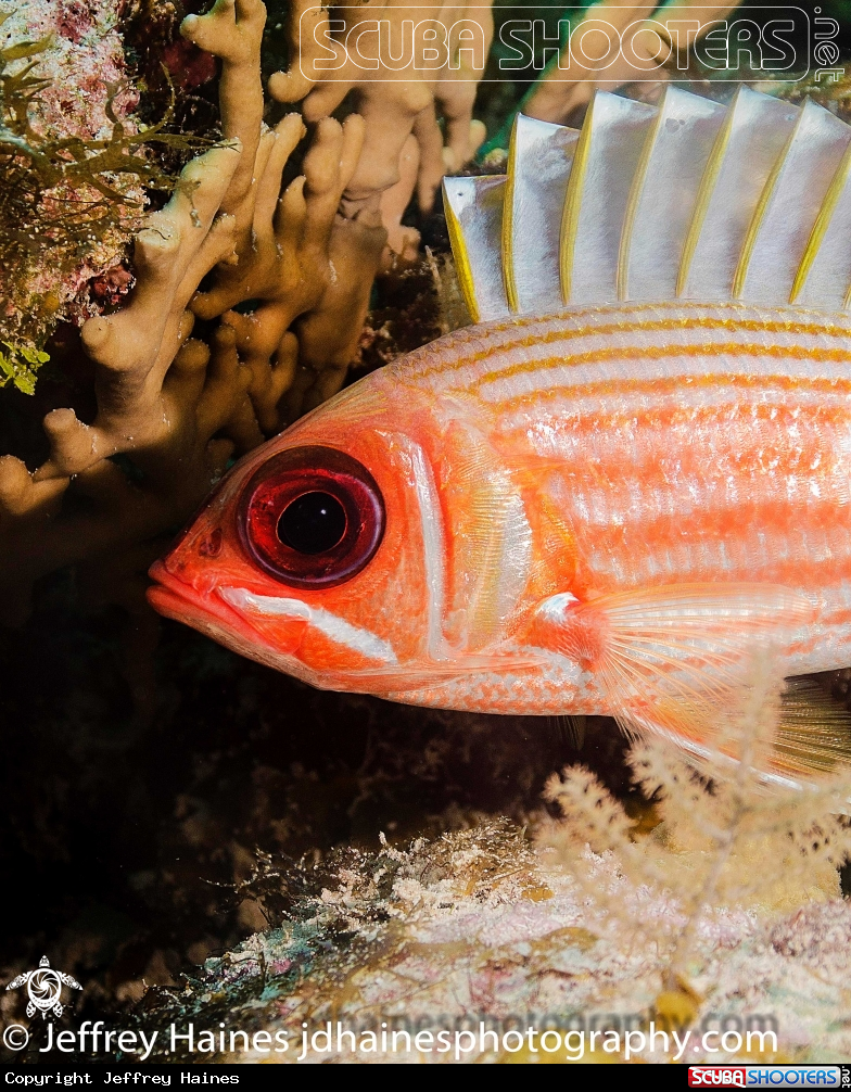 A Longspine Squirrelfish
