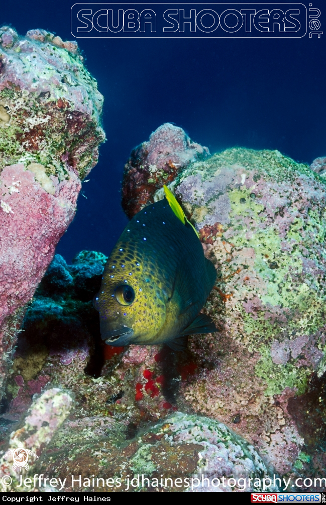 A Yellowtail Damselfish