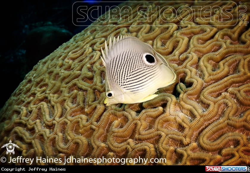 A Foureye Butterflyfish