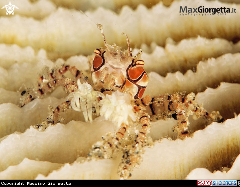 A Lybia tesselata 