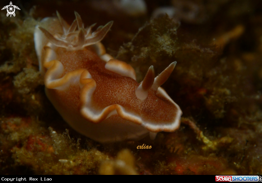 A Nudibranch