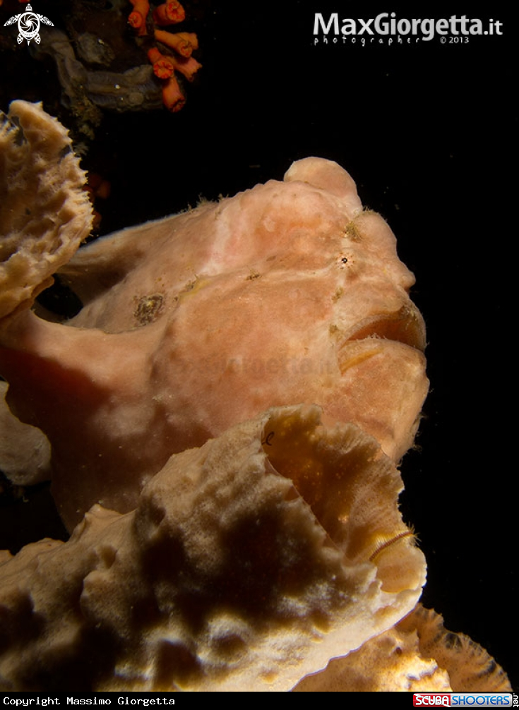 A giant frog fish