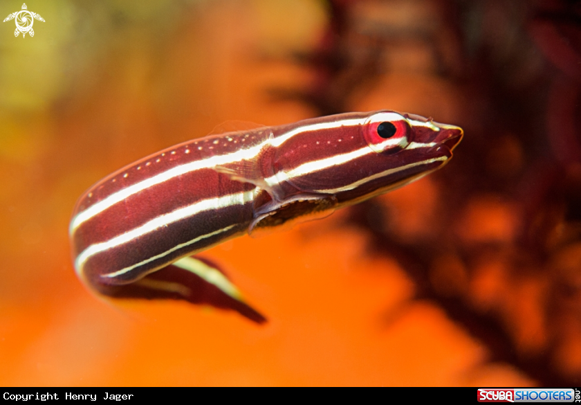 A Clingfish