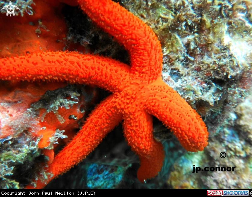 A Etoile de mer rouge