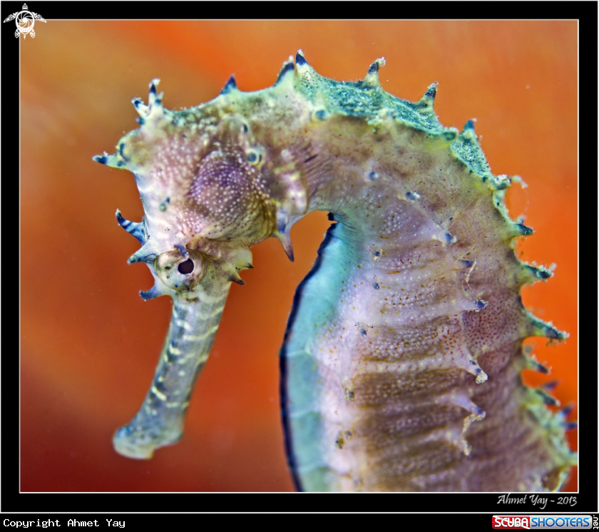 A Seahorse