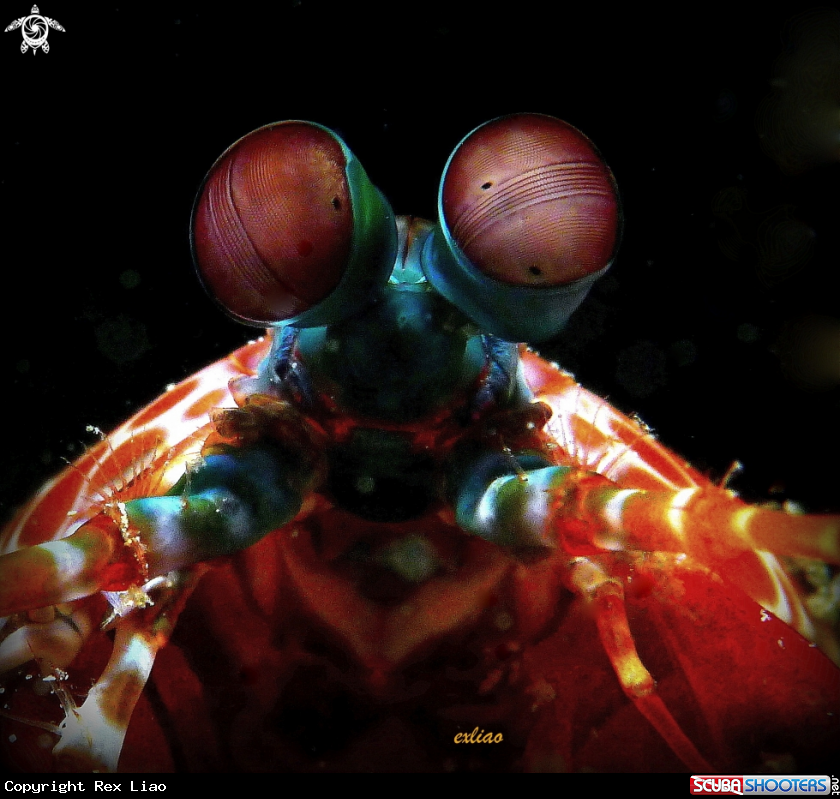 A Mantis Shrimp