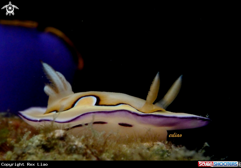 A Nudibranch