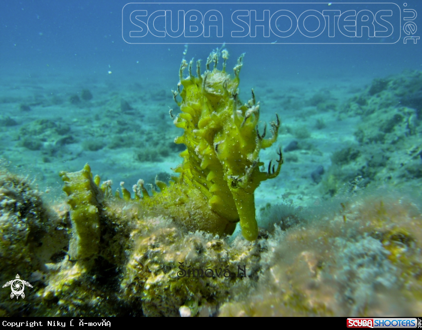 A sea horse 
