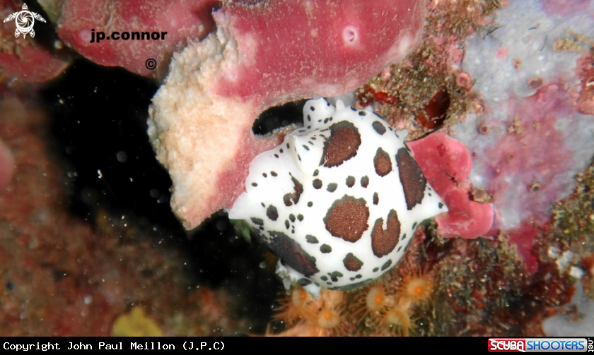 A Doris Dalmatien