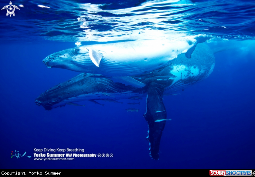 A Humpback Whales