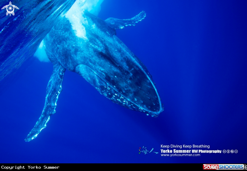 A Humpback Whale