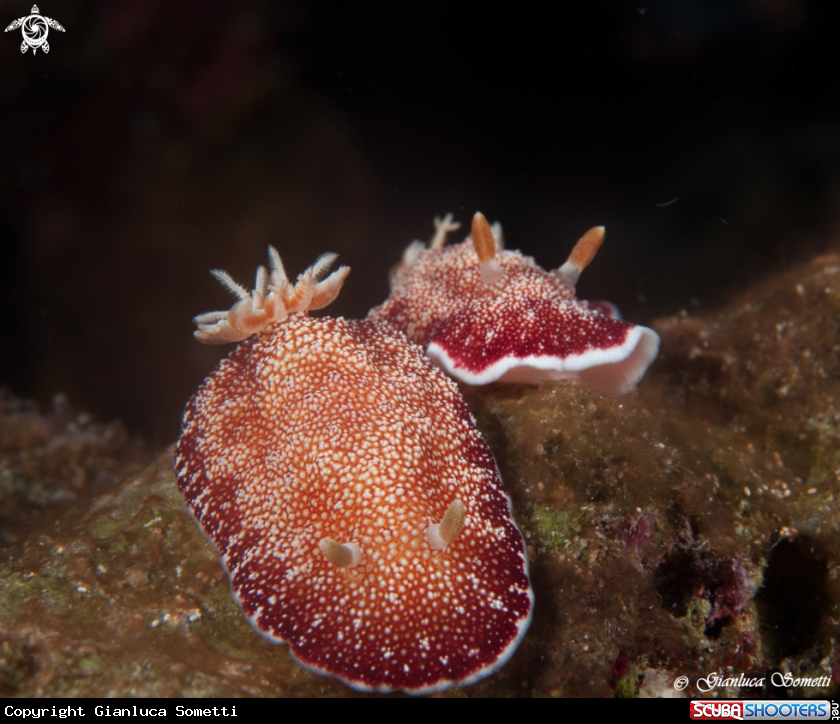 A nudibranco