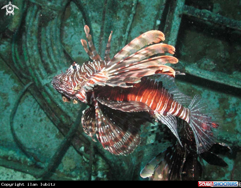 A lion fish
