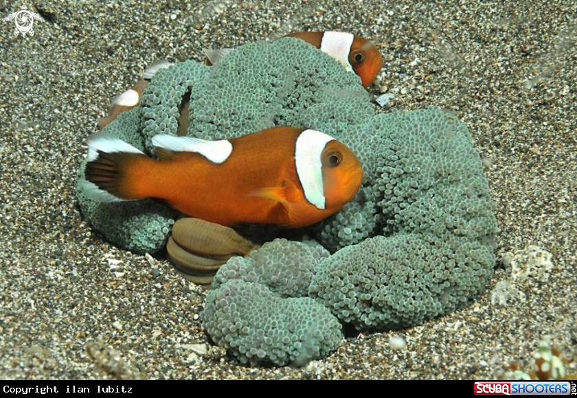 A anemone fish