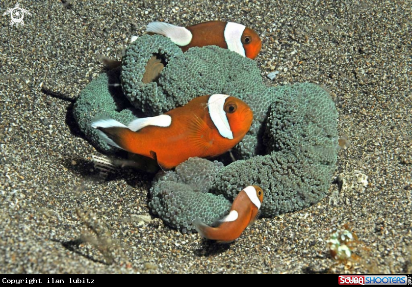 A anemone fish