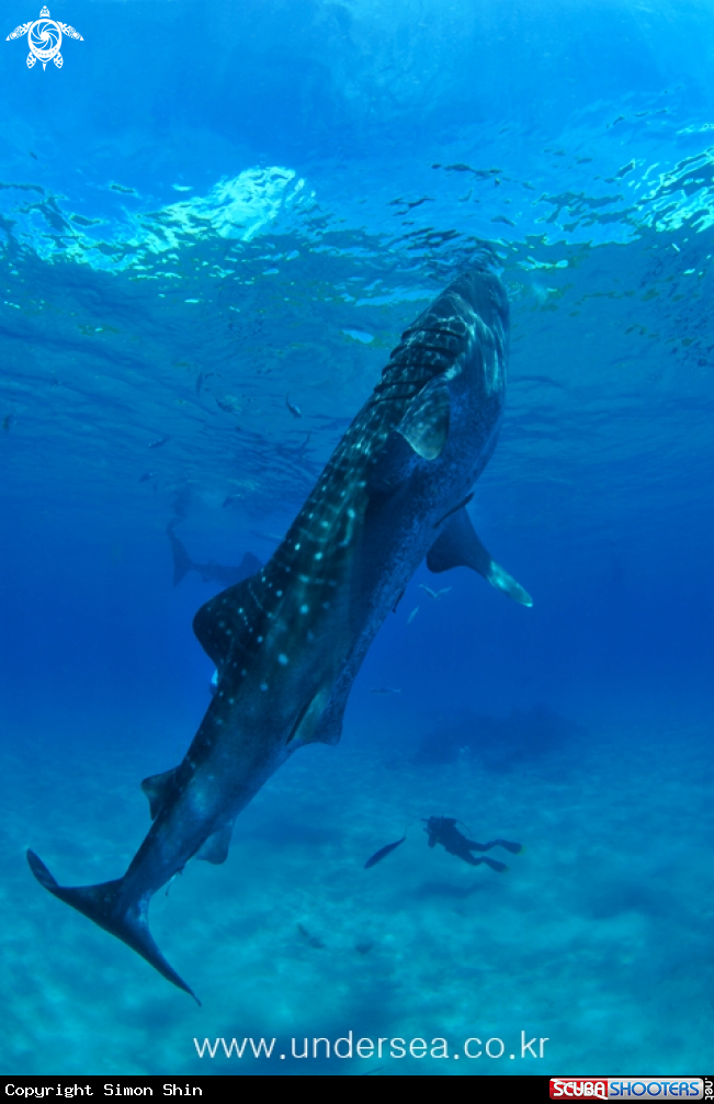 A whale shark