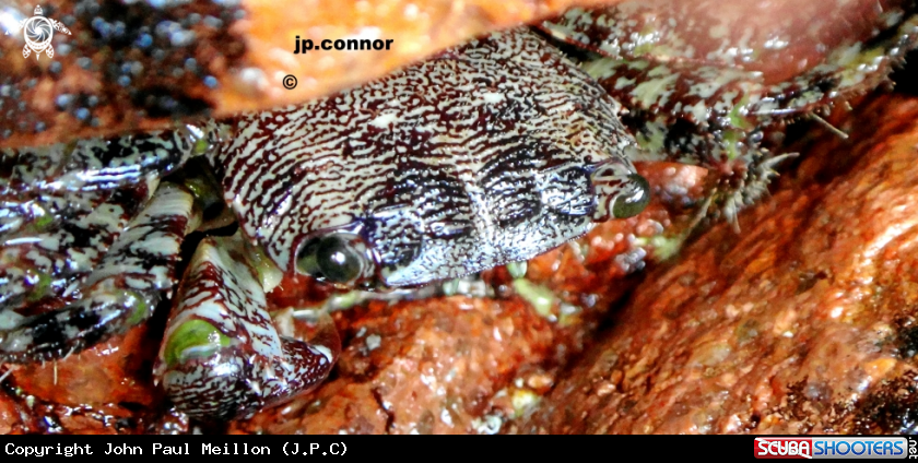 A Crabe