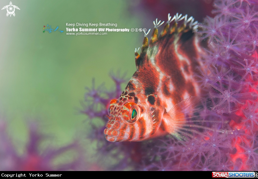 A Threadfin Hawkfish