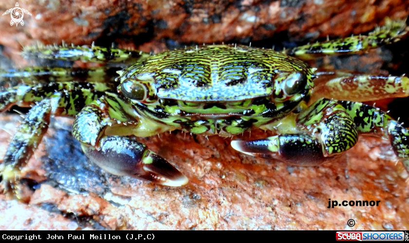 A Crabe
