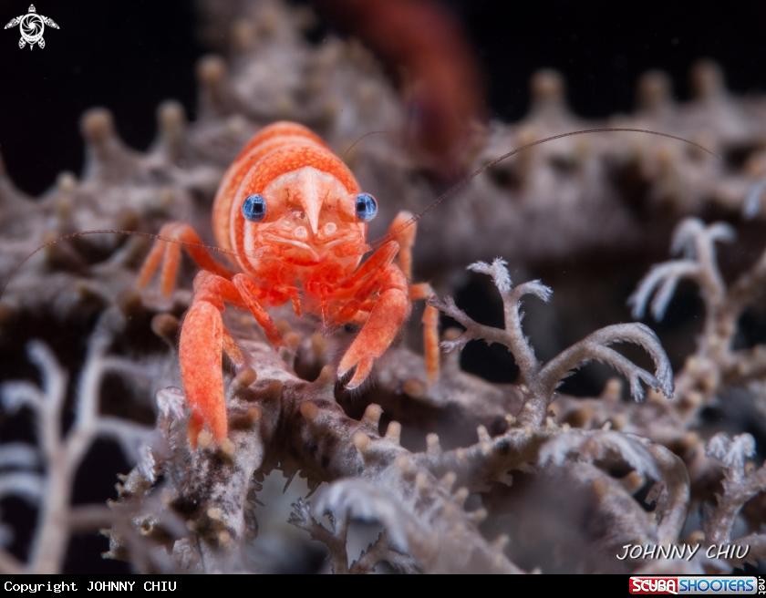 A Basket Star Shrimp