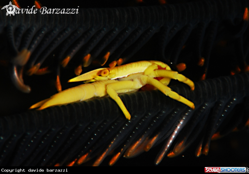 A Crinoid's yellow crab