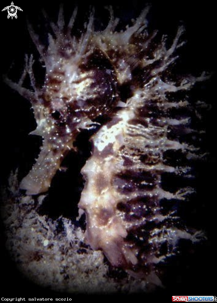A sea horse
