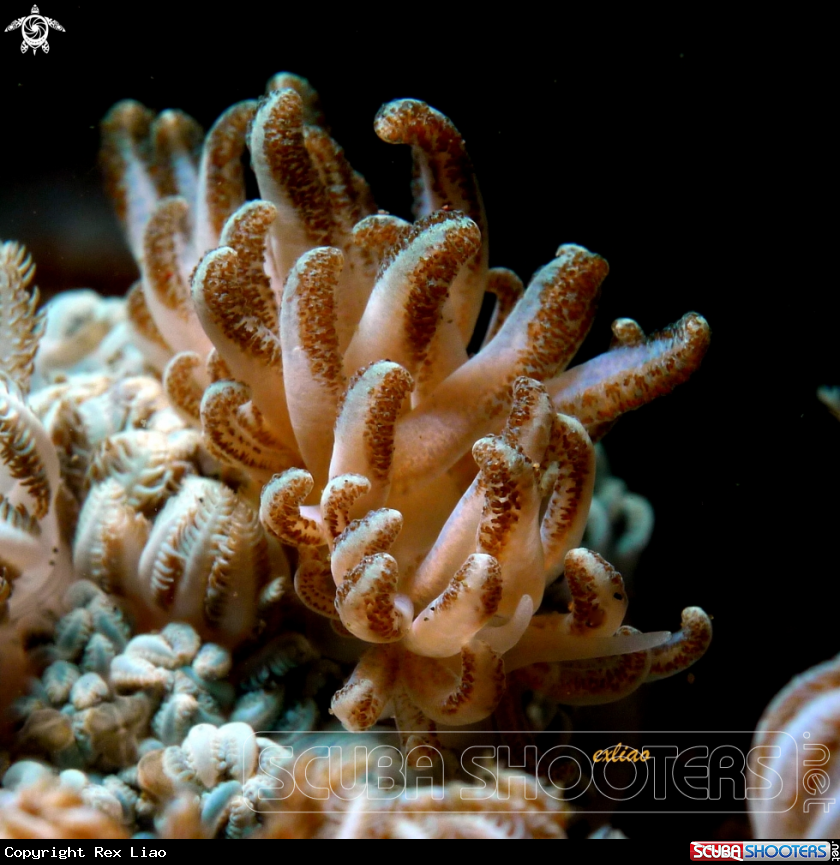 A Nudibranch