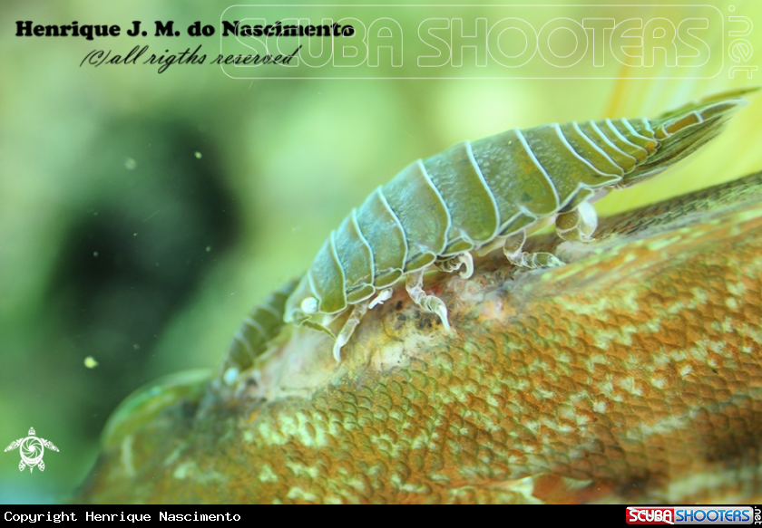 A fish / parasite