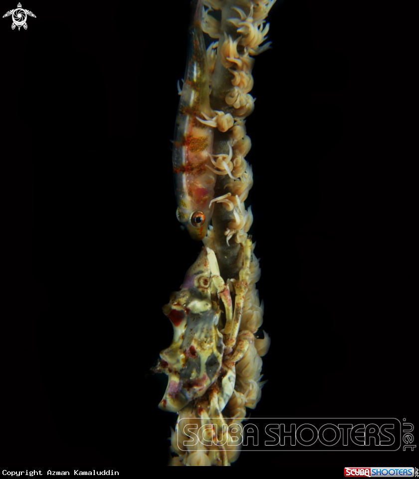A Goby & Crab