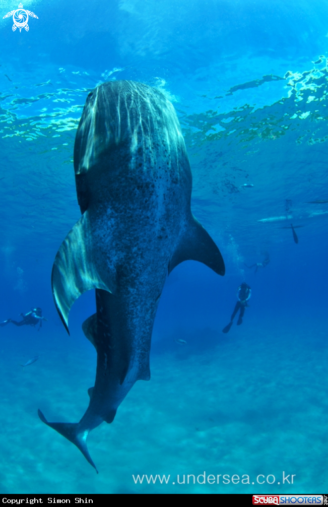A whale shark