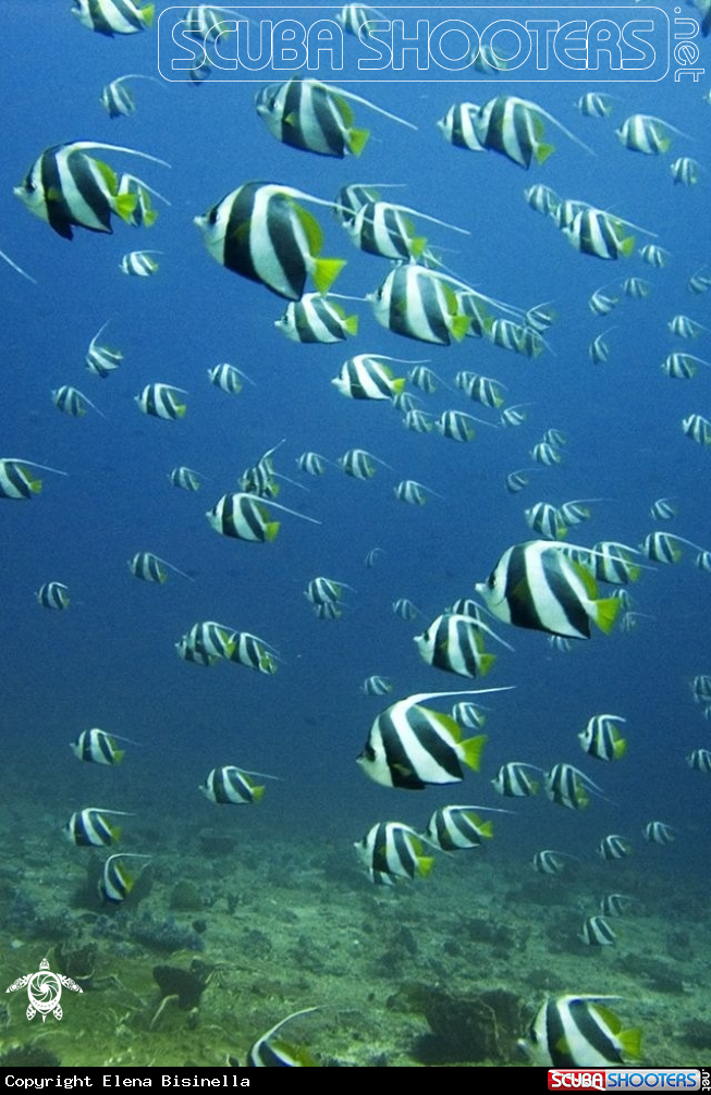 A Pesce farfalla