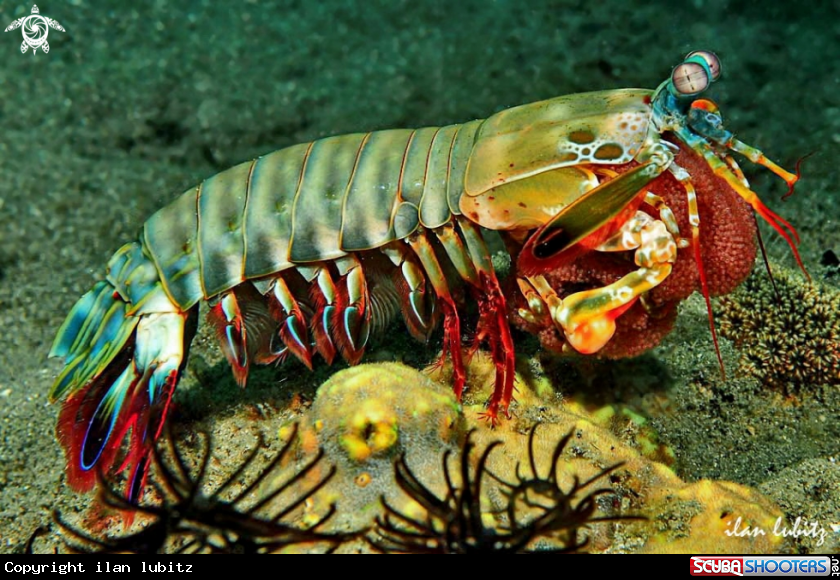 A Mantis shrimp