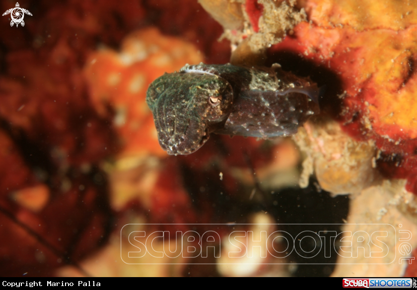 A Cuttlefish