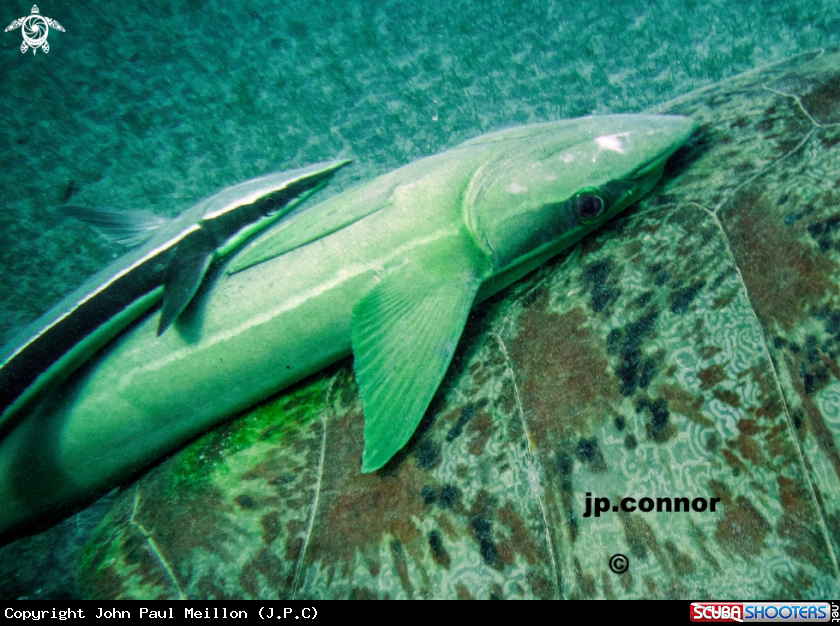 A Remora