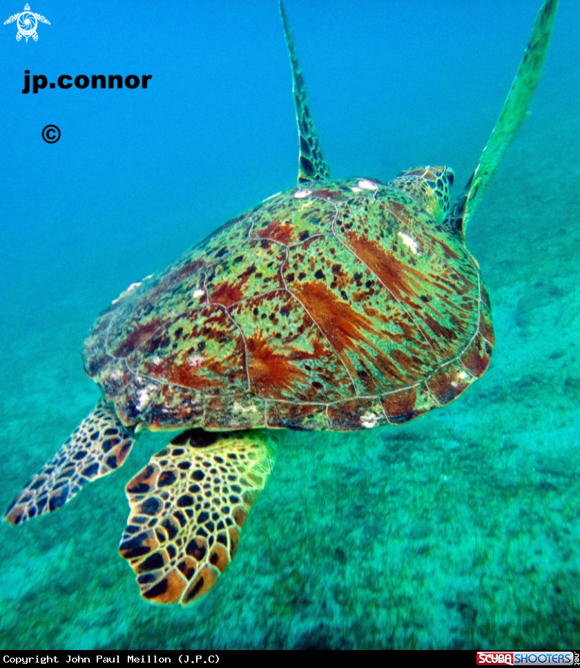A Tortue Verte