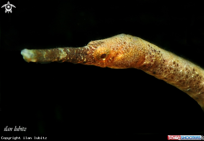 A pipe fish