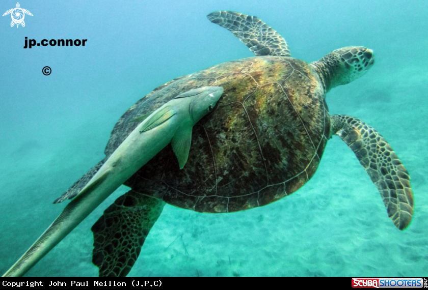 A Tortue Verte