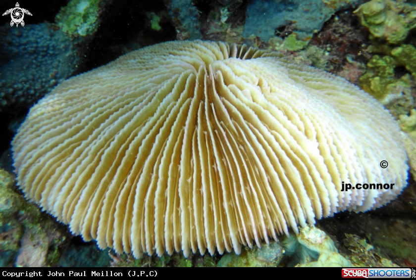 A corail champignon