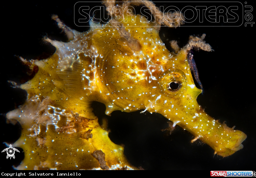 A Seahorse