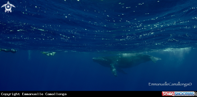 A whale