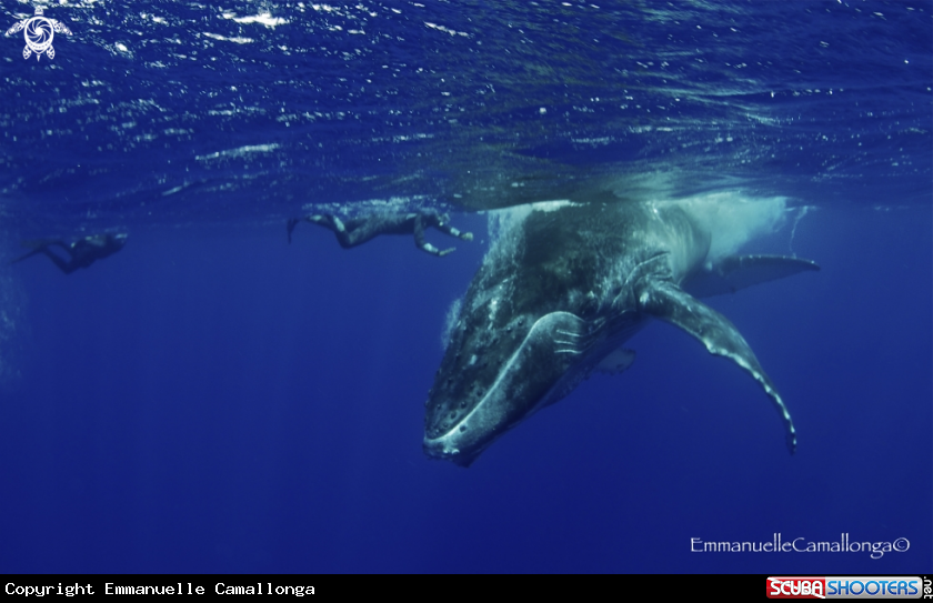 A whale
