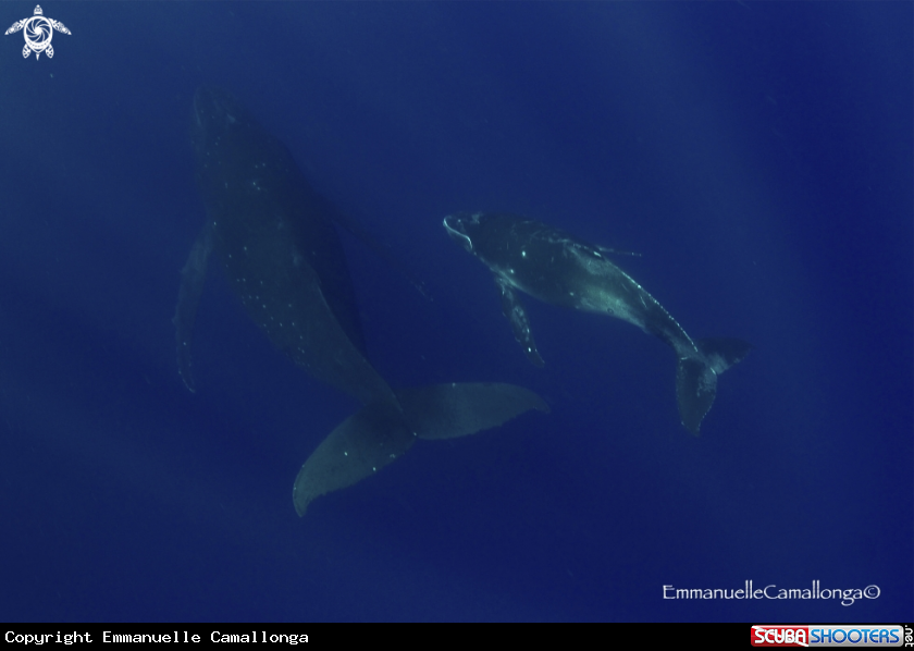 A whales