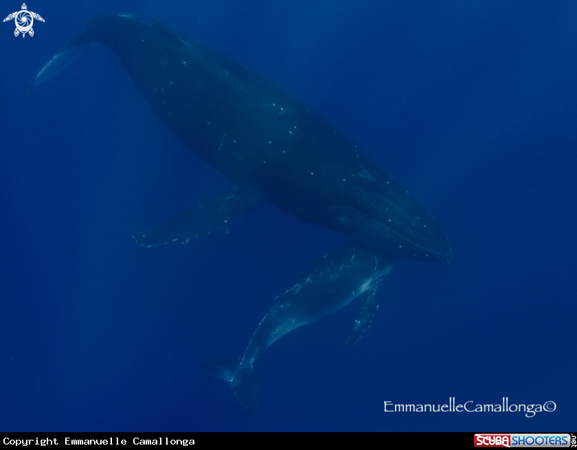 A whales