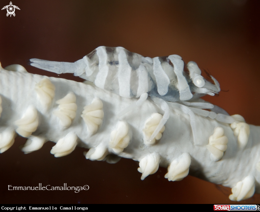 A symbiotic shrimp with eggs
