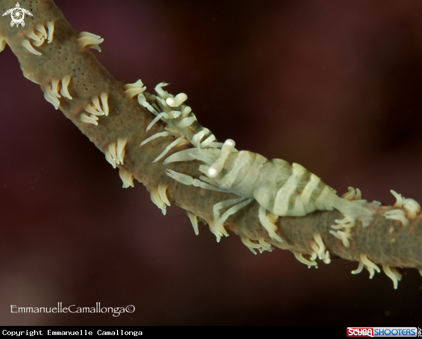 A symbiotic shrimp
