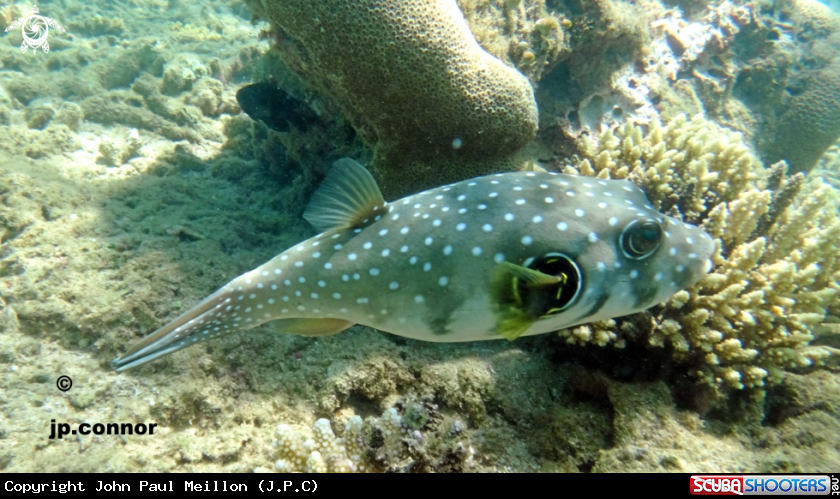 A Poisson ballon 