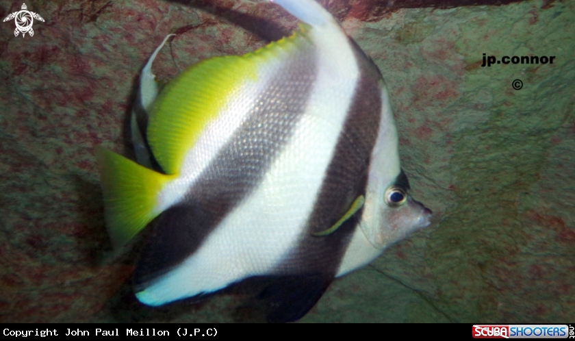 A Poisson cocher